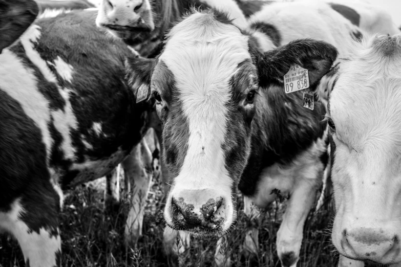 a close up s of cows standing in the grass