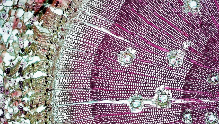 close up image of leaf's pattern in maroon and brown tones