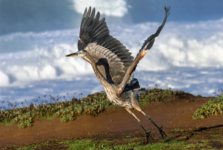 a bird with its wings spread over a beach