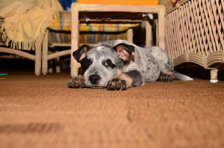 a dog laying on the ground next to a chair