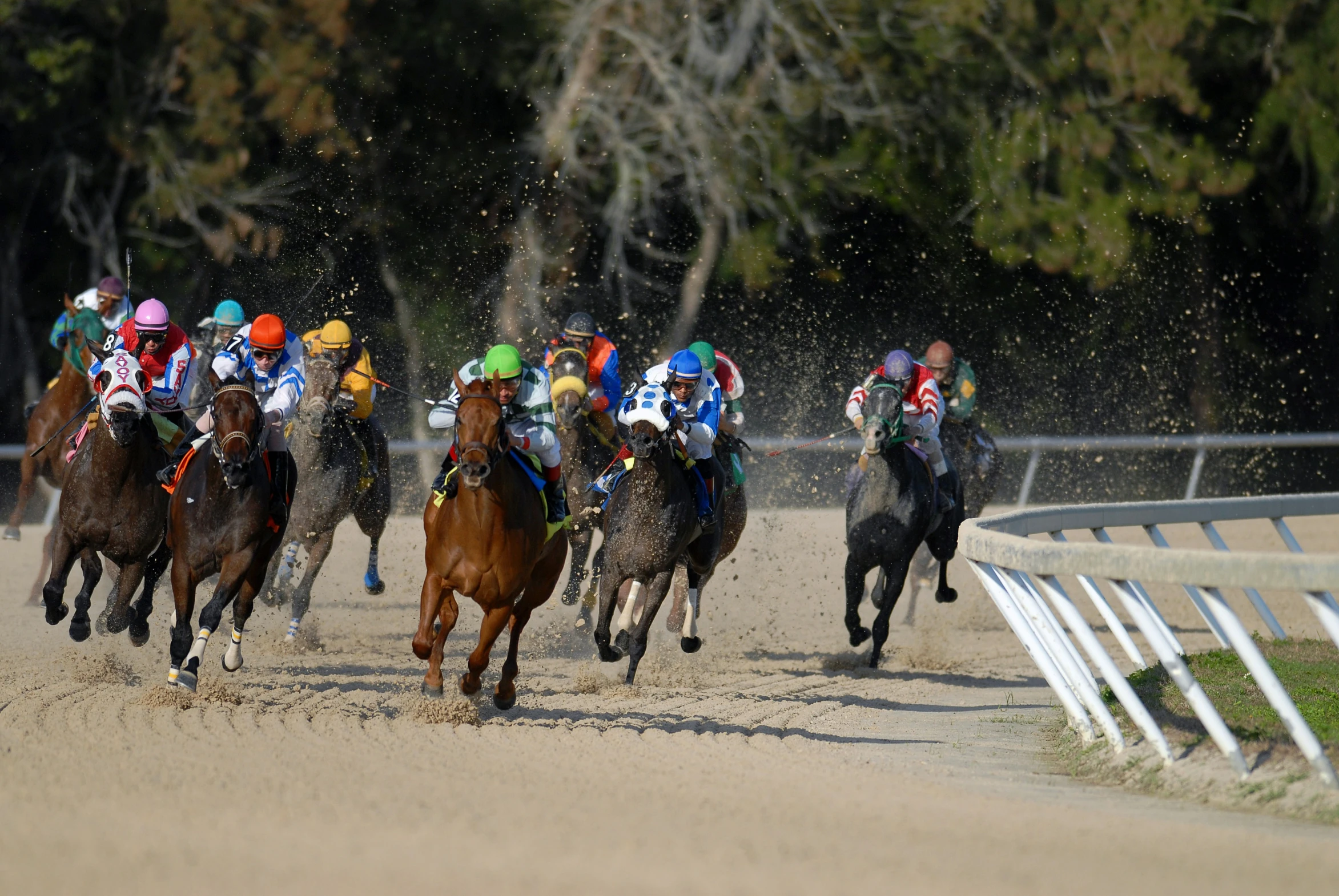 jockeys racing horses down a track in the sun