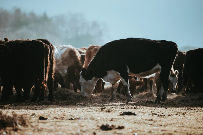 herd of cattle feeding on dried grass in the sunshine