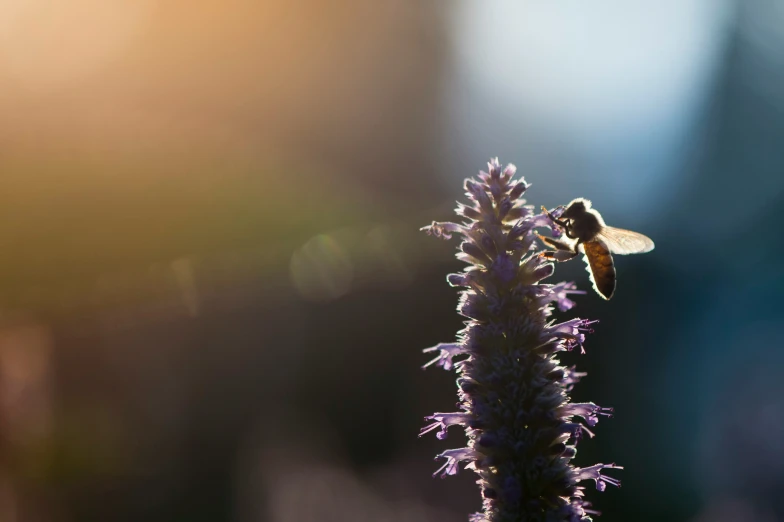 a bee flying near a purple flower