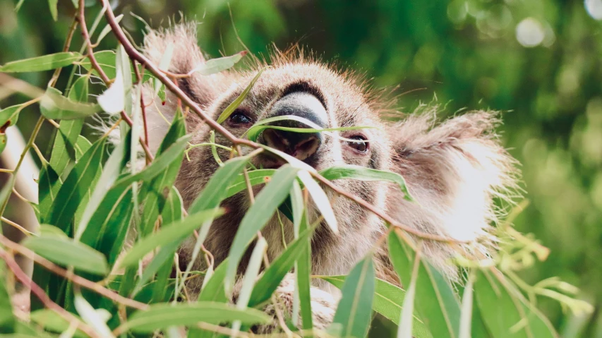 a koala looks straight ahead through the nches