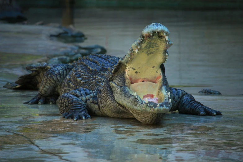 a large alligator that is laying down