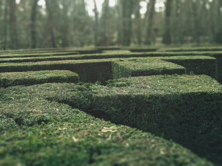 a small green maze with no one in it