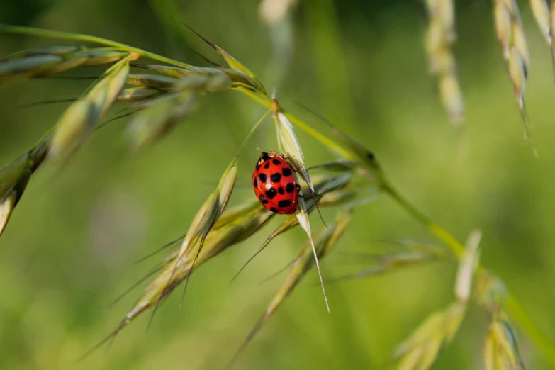 a red and black lady bug resting on a stalk of oat