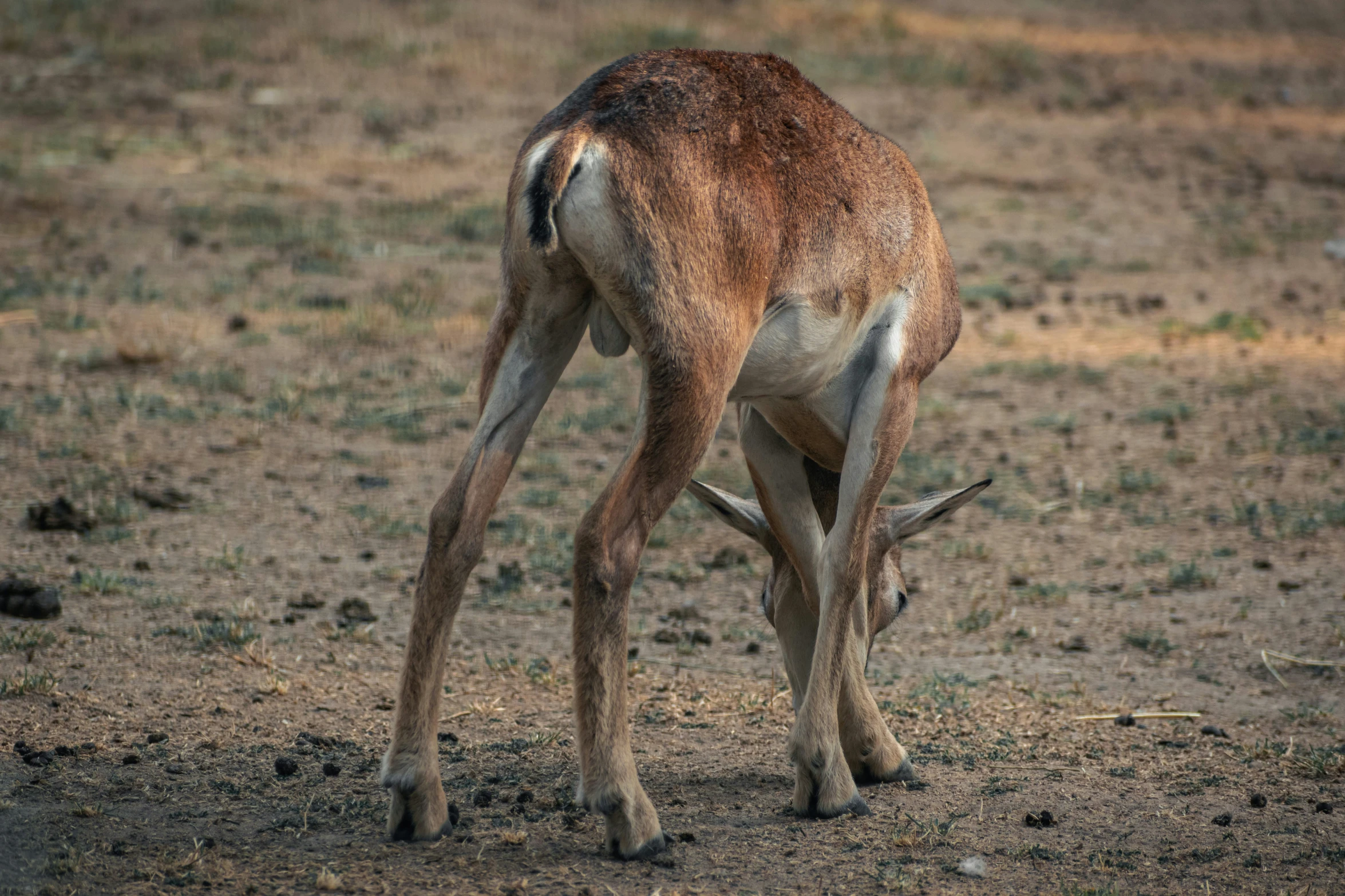 a gazelle eating grass on the open plain