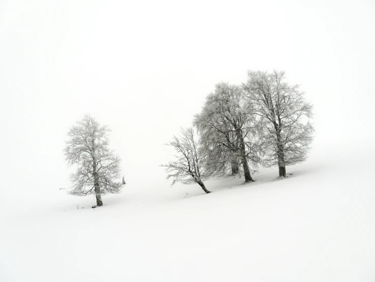 two trees standing on a snowy hillside in the winter