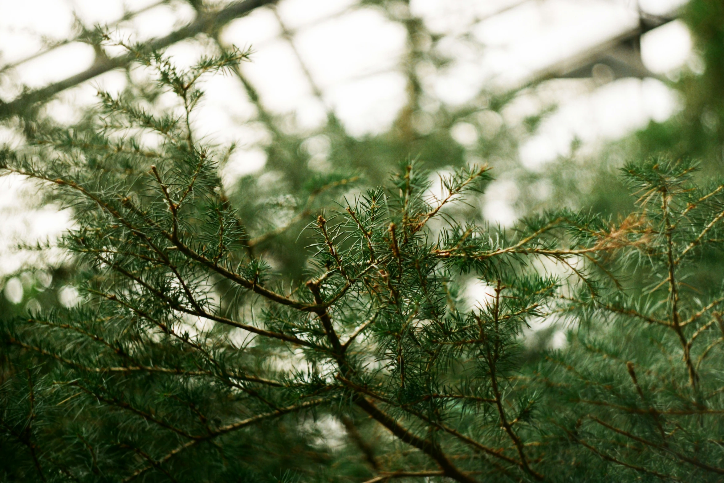 nch of a tree covered with little birds