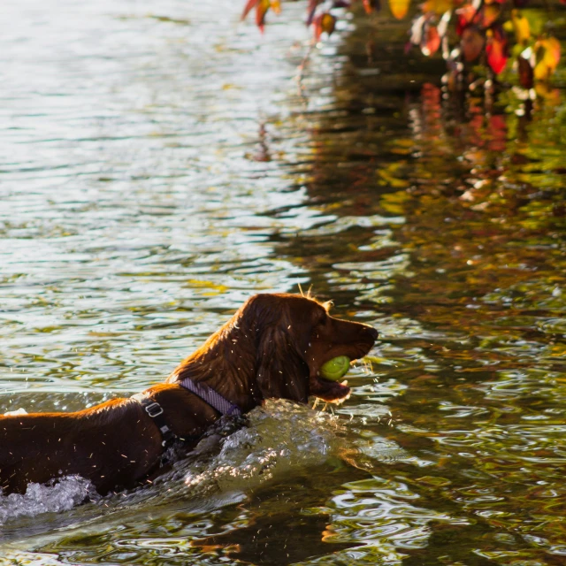 dog swimming with tennis ball in mouth during day