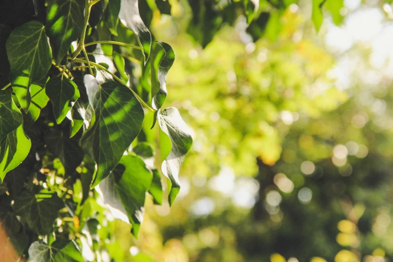 a view of a green leafy tree outside