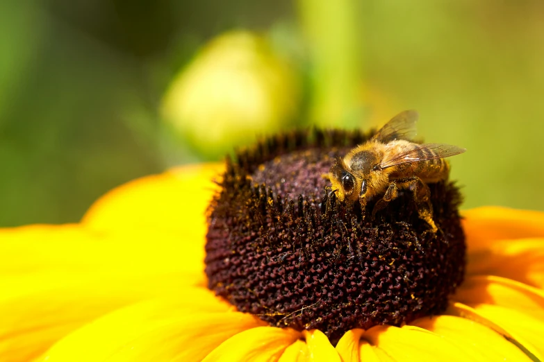 the bee is standing on the middle of the sunflower