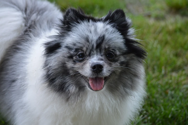 a dog is looking straight into the camera