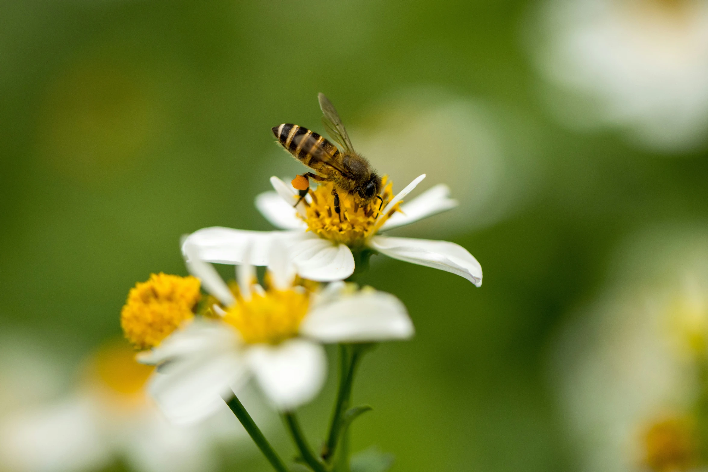 a bee is perched on a daisy