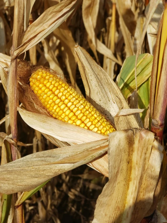 the ears of corn are still attached to the plant