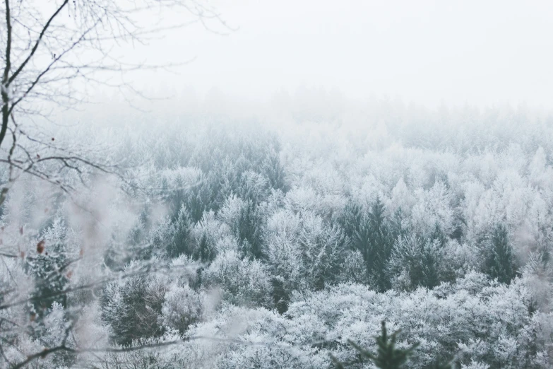 a tree covered forest with snow on it