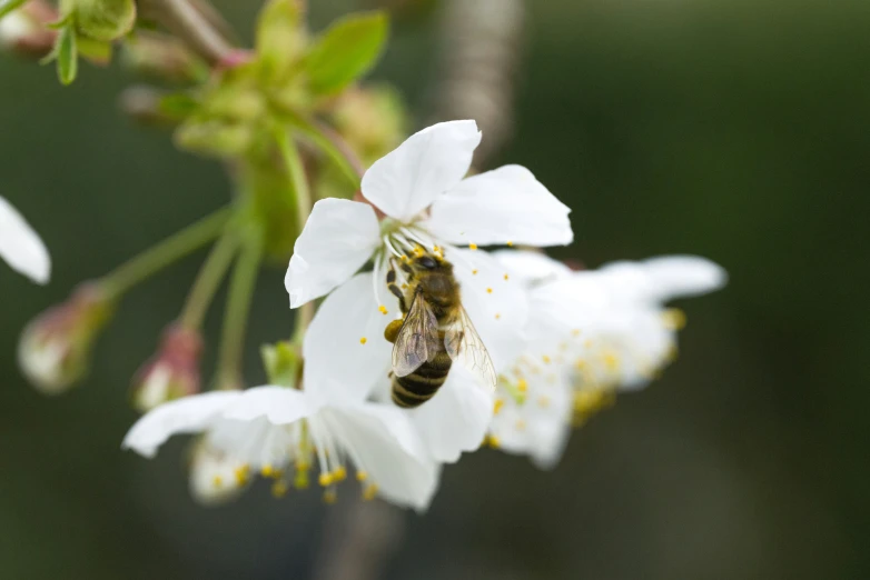a bee is sitting on some flowers