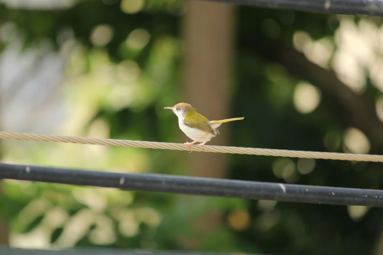 bird sitting on top of a wire with blurred trees in background