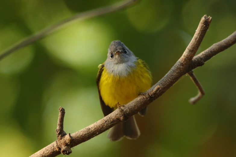 a bird sitting on a nch while looking at soing