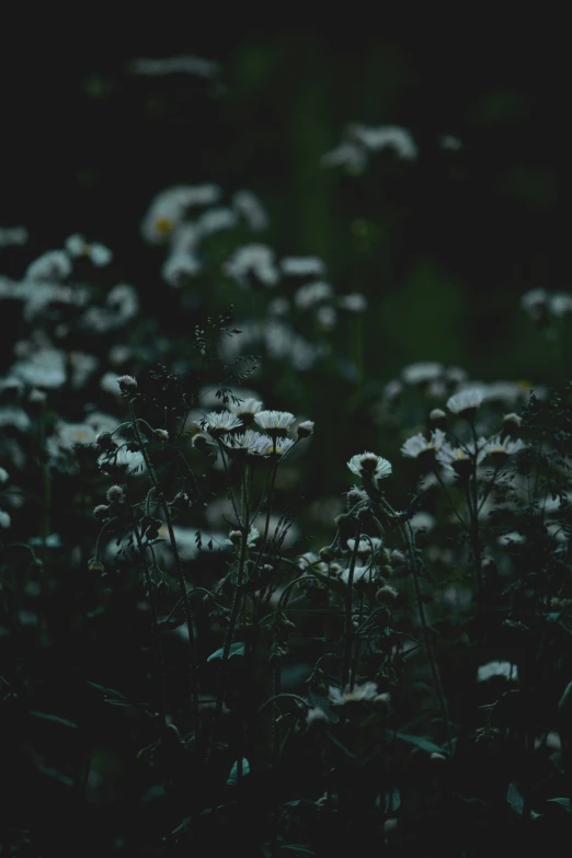 close up view of white flowers in the night