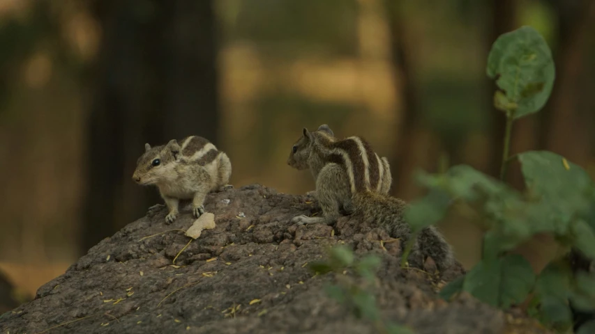 a chipper and his friend, chippy, on a rock