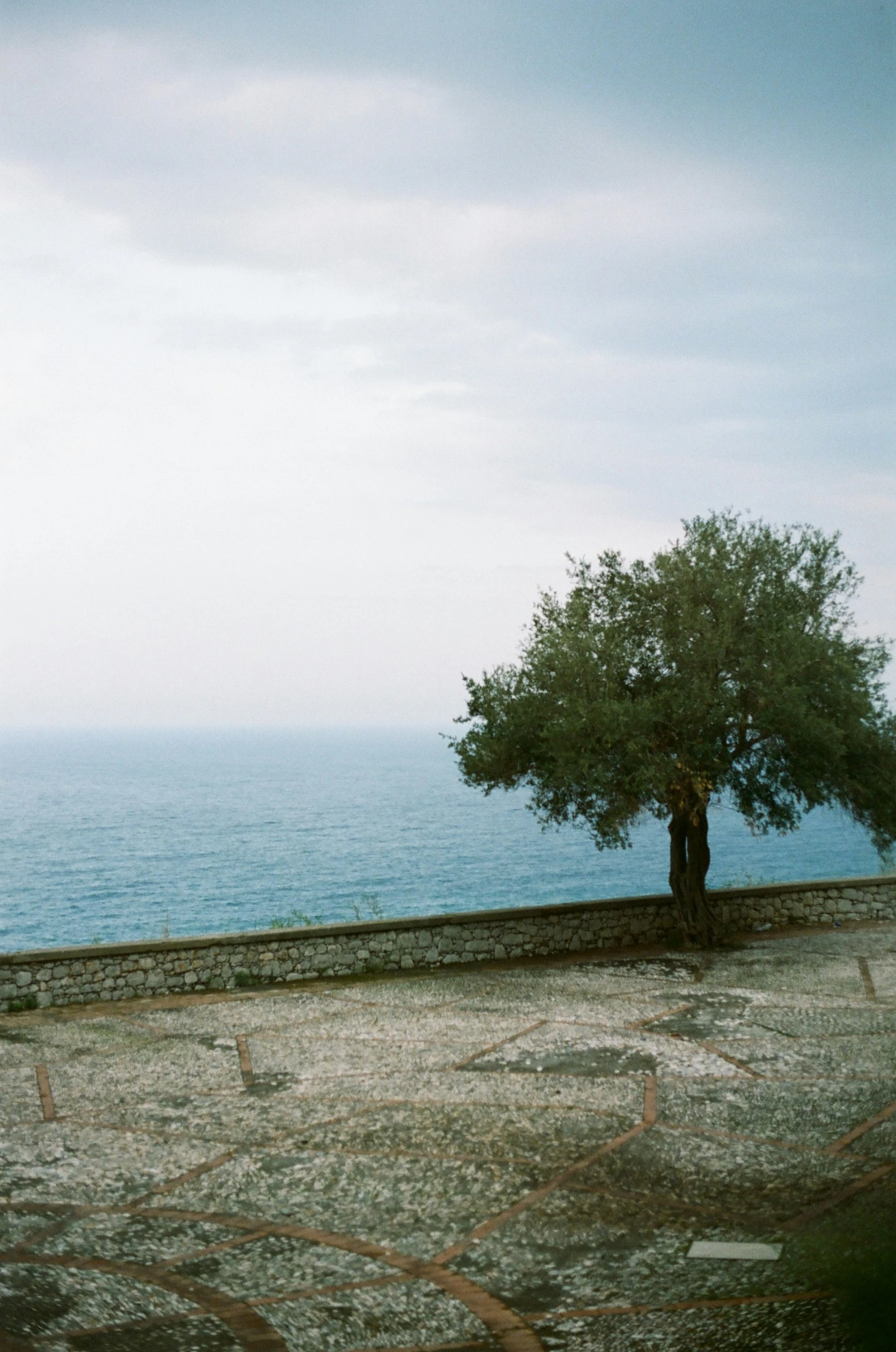 there is a large tree near the ocean