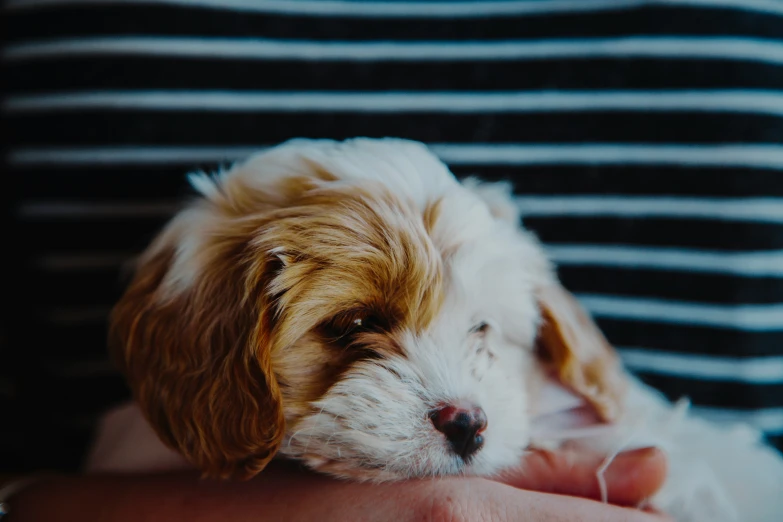 a person holding their dog with it's face resting on his chest