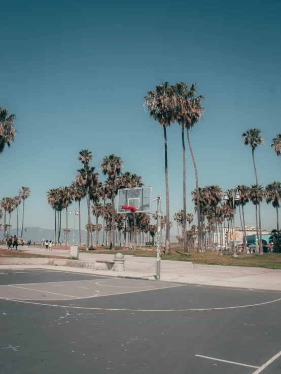 there is a palm tree lined basketball court