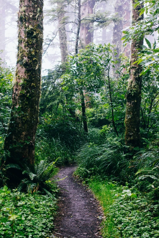 a pathway runs through the middle of a forest