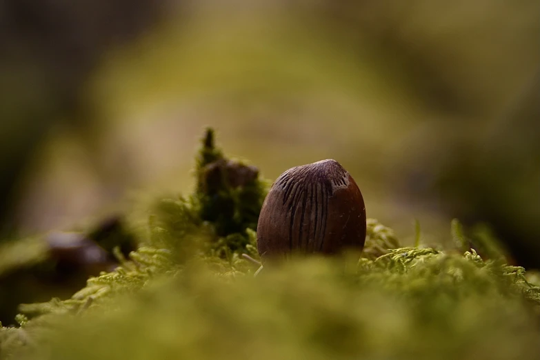 a tiny, brown mushroom sits in the moss
