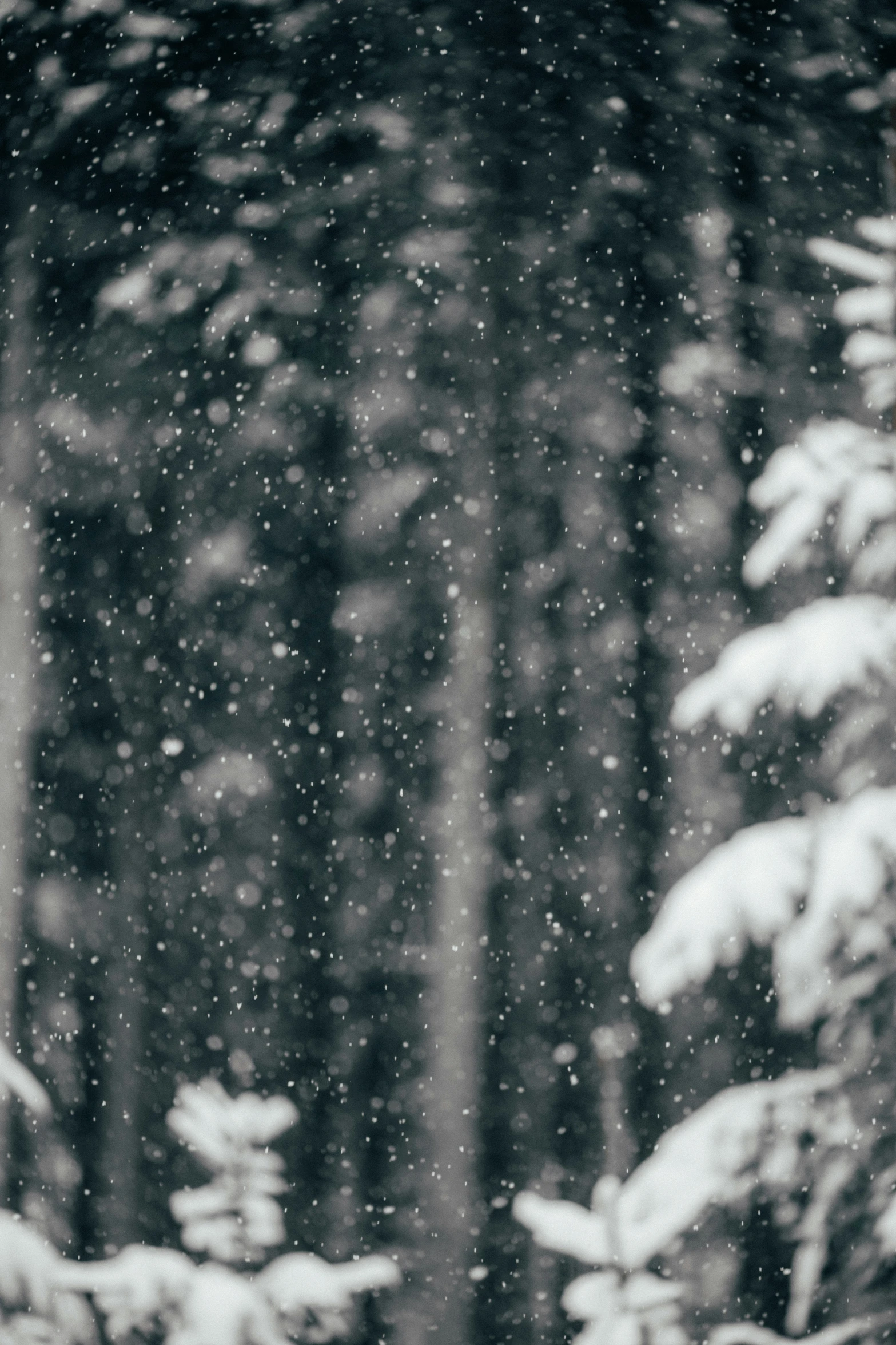 a person walking through a snow covered forest with an umbrella