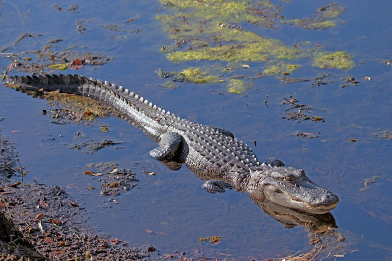 an alligator is sitting in a small pond