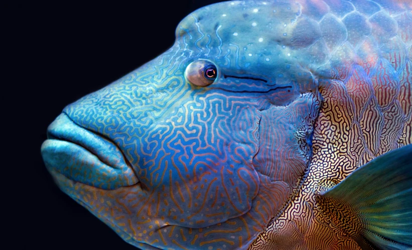 a blue fish with a black background