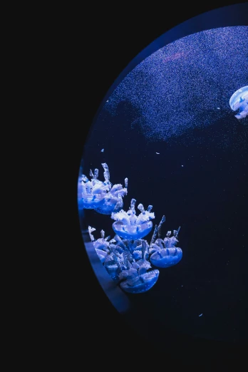 blue jellyfish in an aquarium with the water very dark