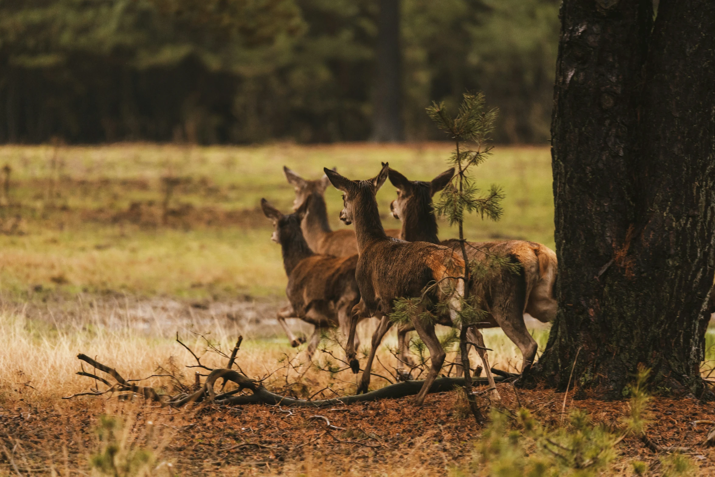 some animals standing by a tree in a grassy field