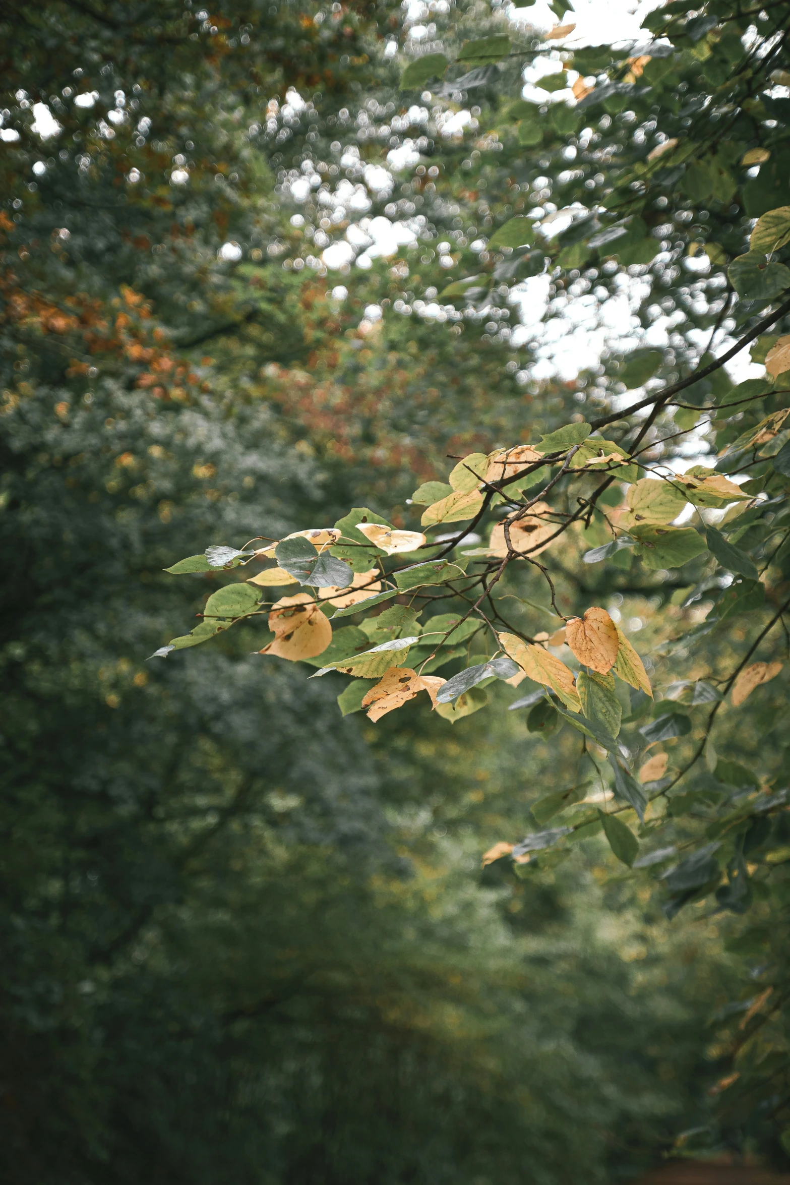 a street light on the side of the road with trees in the background