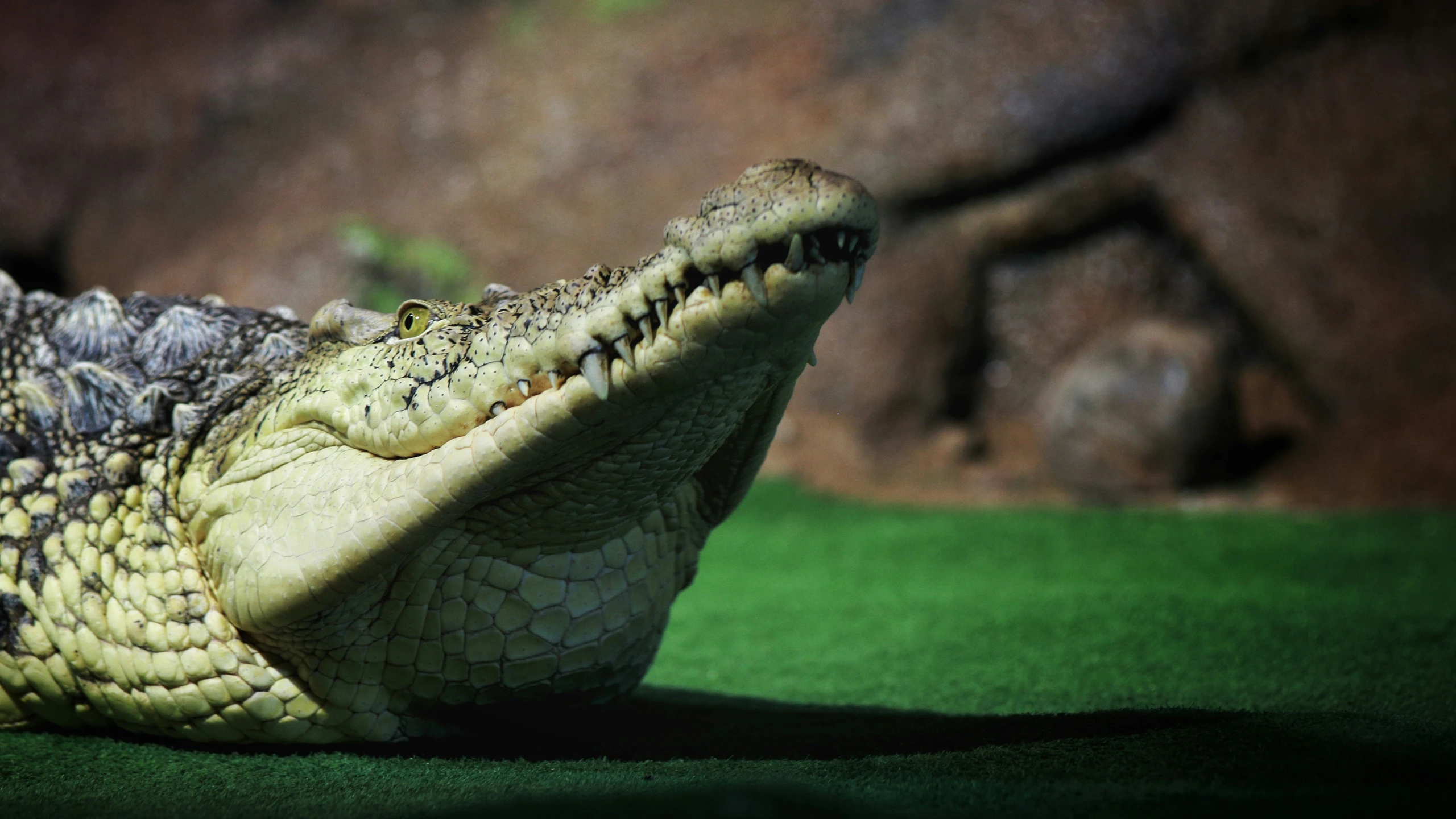 an adult alligator is laying down on the grass