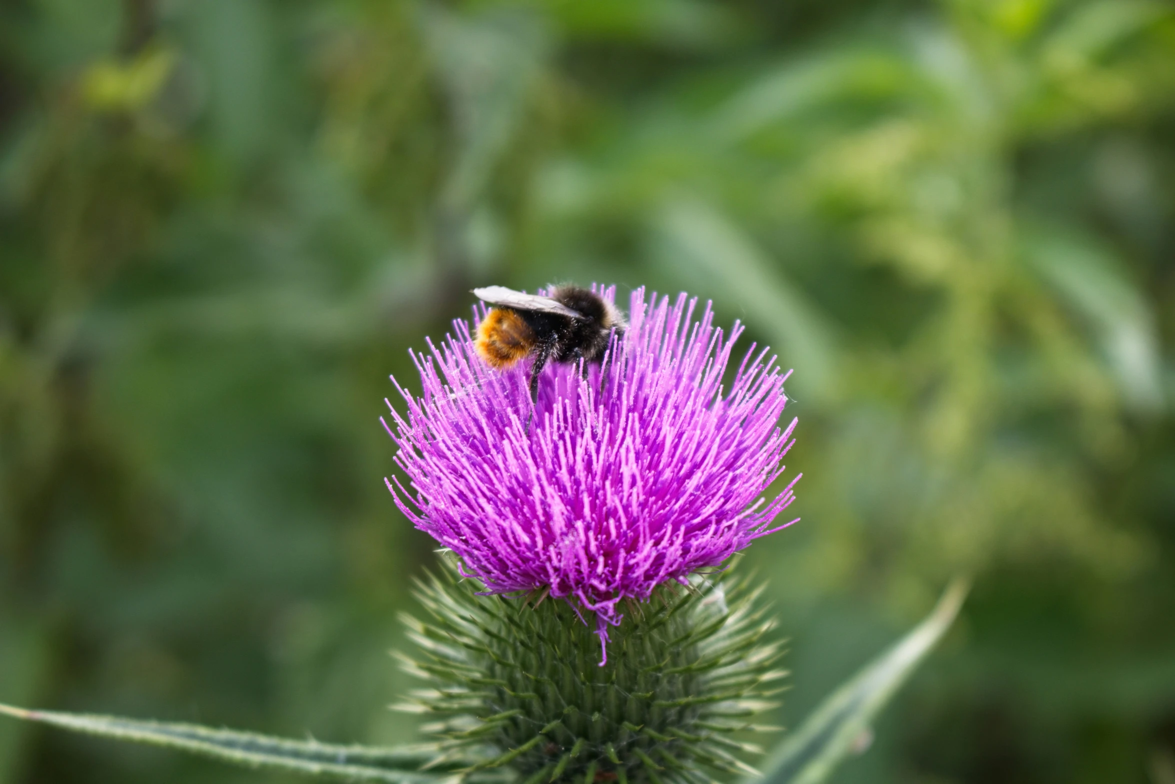 a bee is sitting on a thistle flower