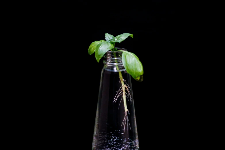 a small glass vase with some green plant in it