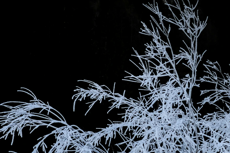 a snowy tree nch with snow on the top