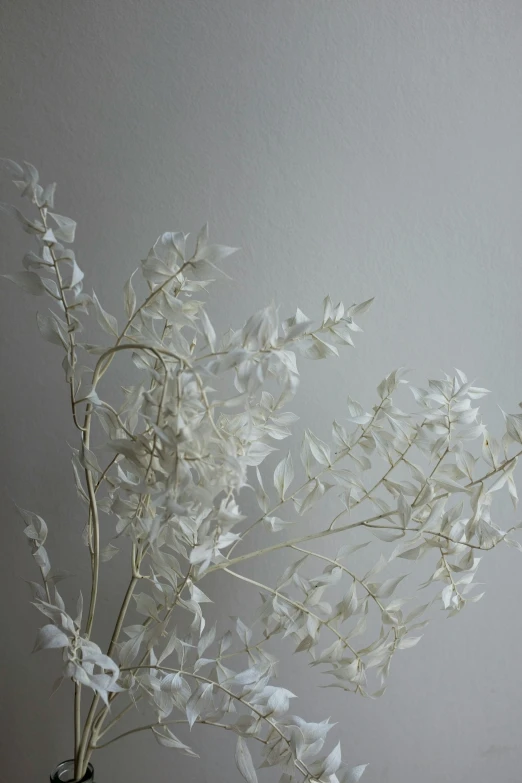 white flowers are in a vase with no leaves