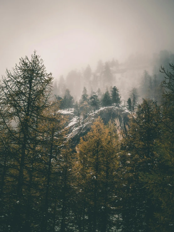 trees that are standing in the snow