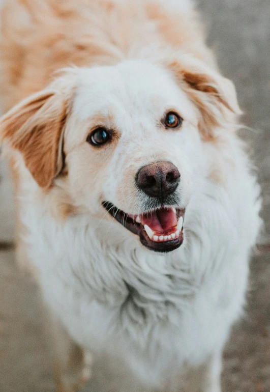 a dog with very large eyes, big ears and no teeth, is smiling