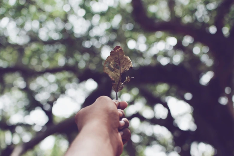 someone holding a leaf in their hand with trees behind it