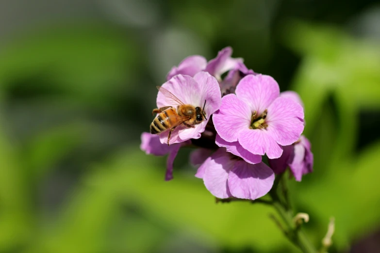 a bee sitting on top of a purple flower