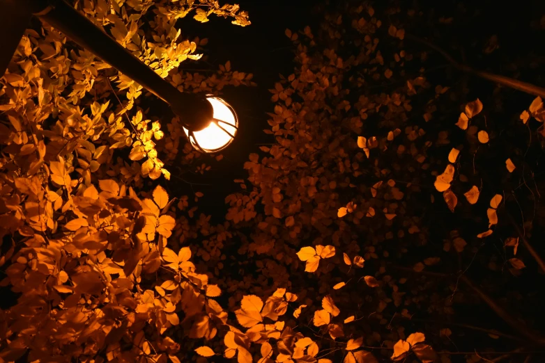 a light post near some green trees at night