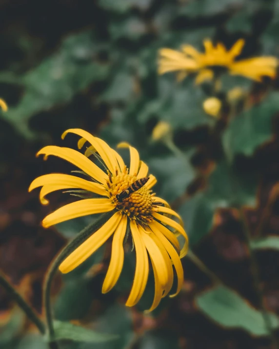 a yellow flower is surrounded by leaves