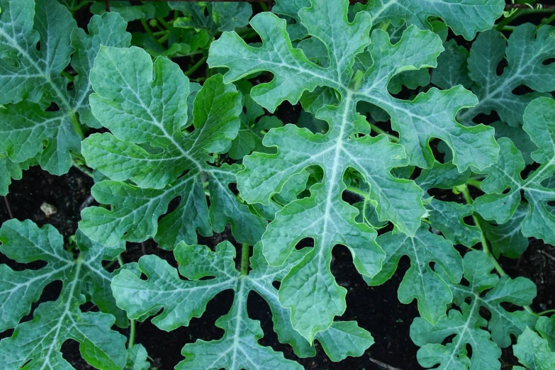 a green plant with very large leaves growing in dirt