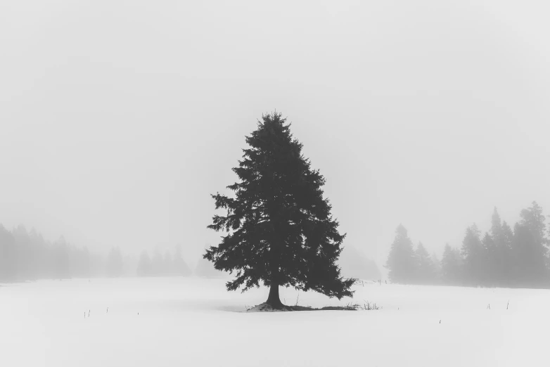 this black and white picture shows a lone tree in snow